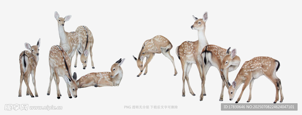 一群羚羊聚集的自然场景