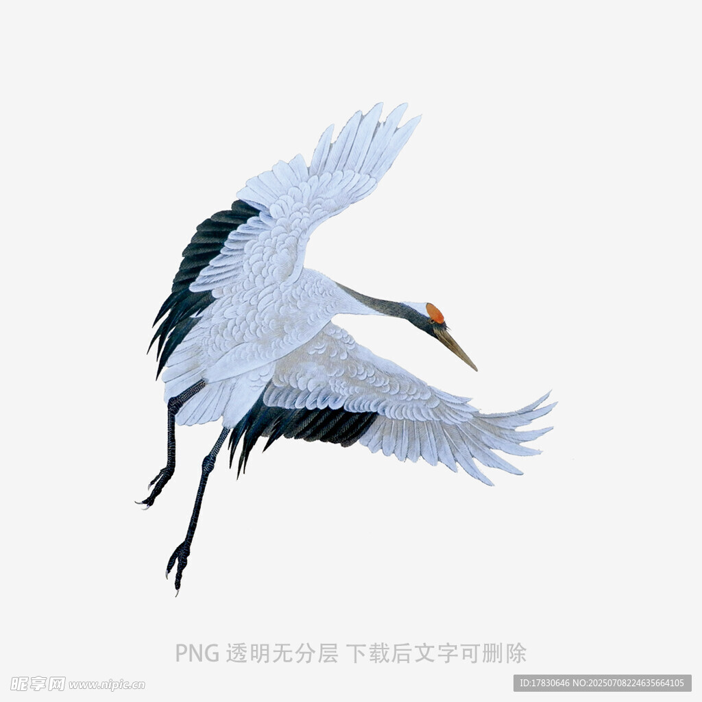 展翅飞翔的优雅丹顶鹤