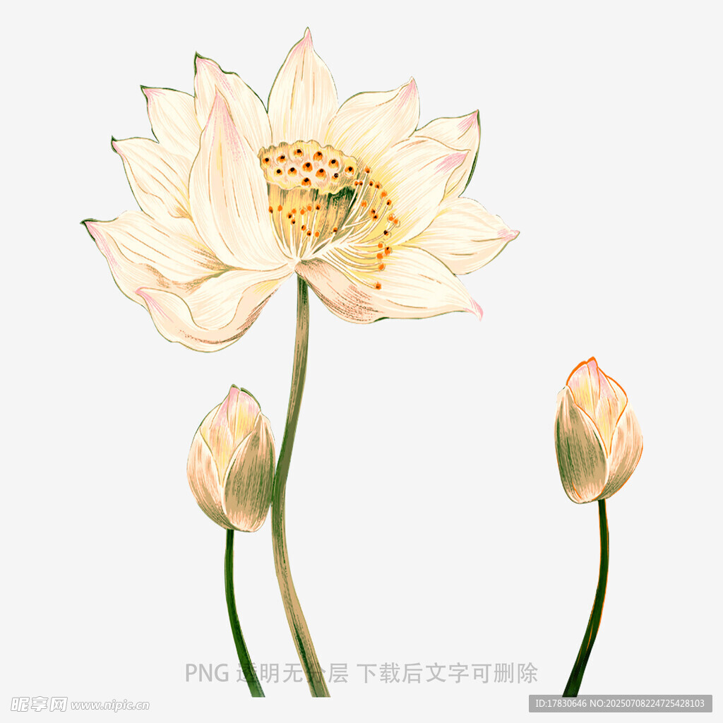 淡雅荷花插画