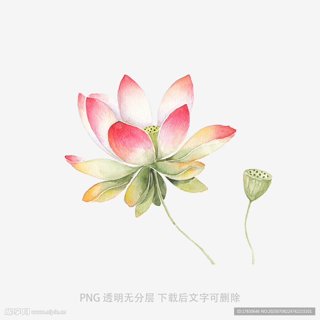 手绘粉色荷花插画
