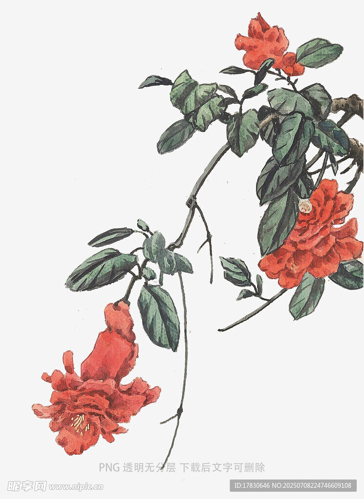 国画石榴花枝图