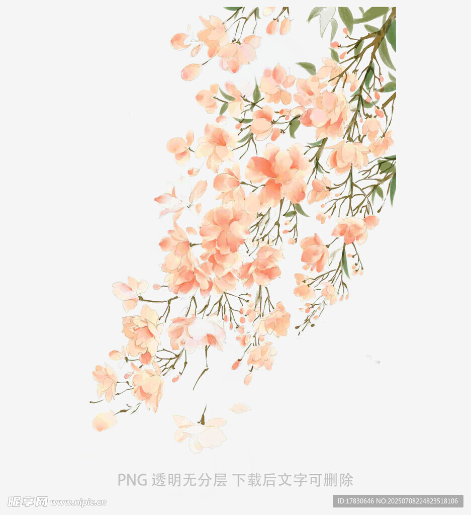 粉色花卉枝条插画