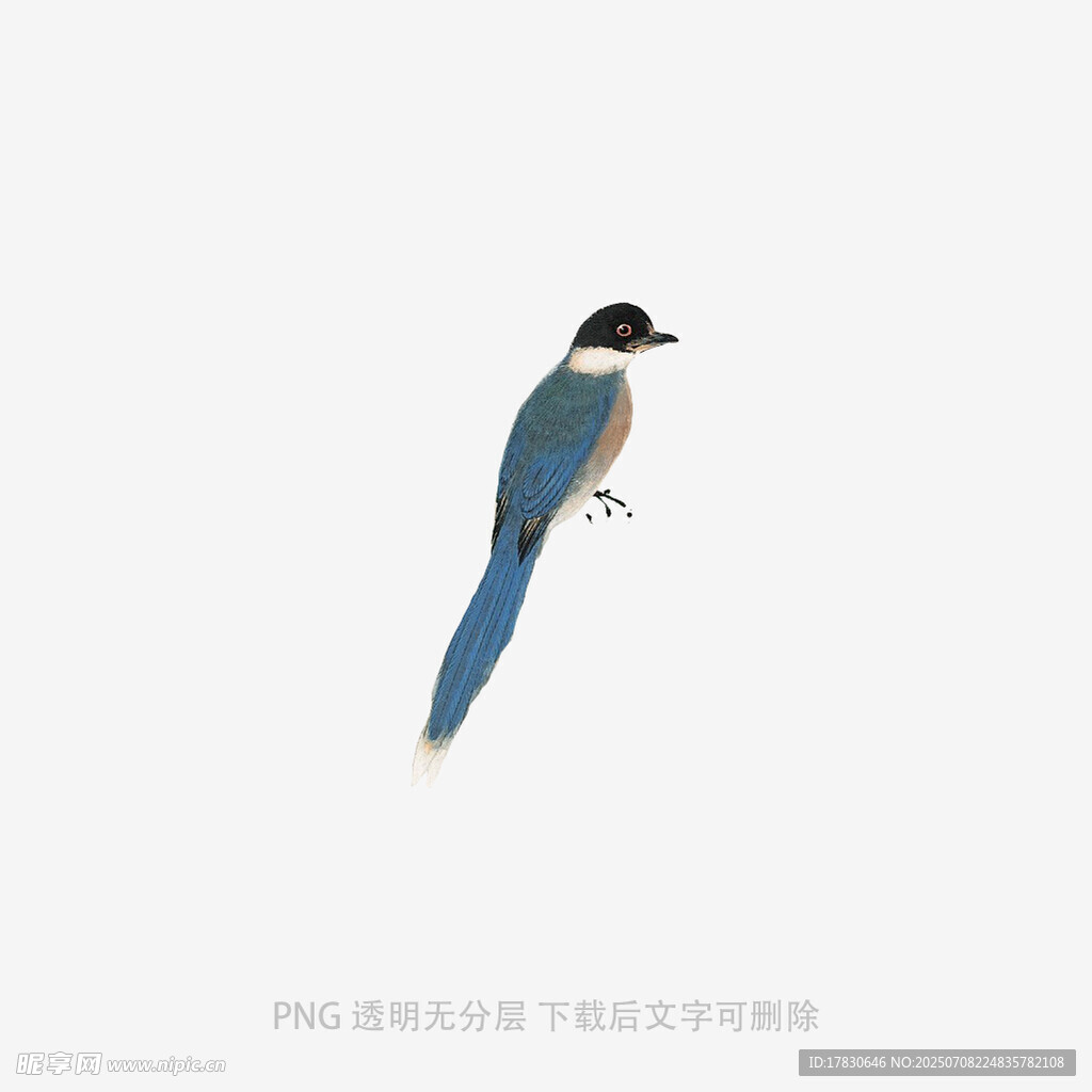 蓝黑相间小鸟特写