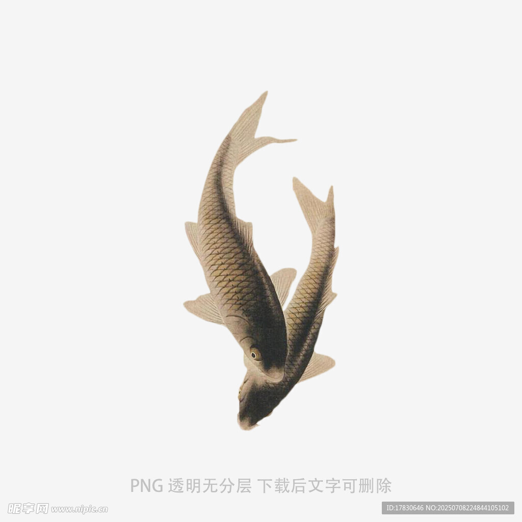 优雅游弋的独特鱼类
