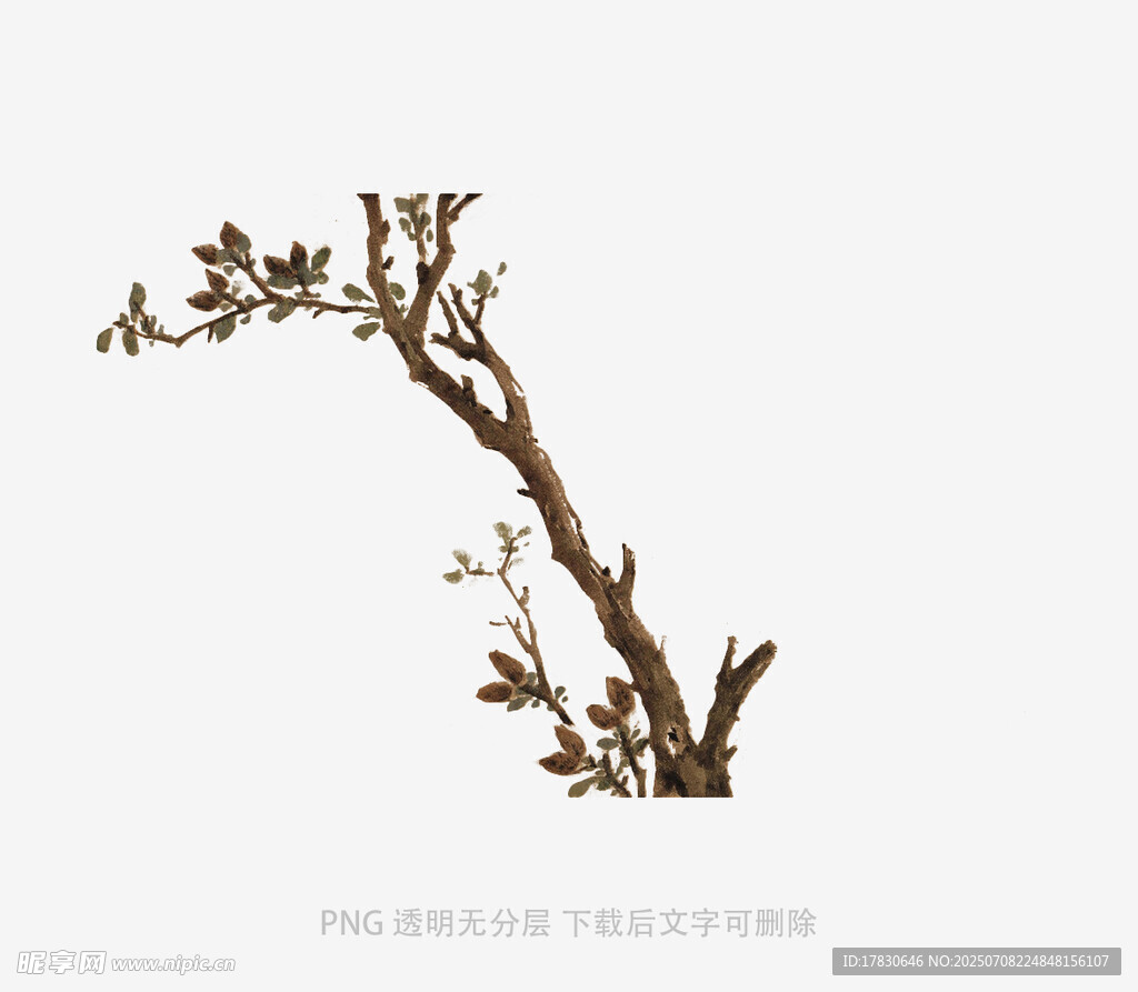 弯曲枯树枝特写