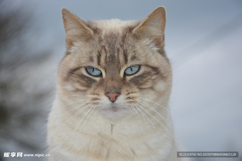 蓝眼斑纹猫特写
