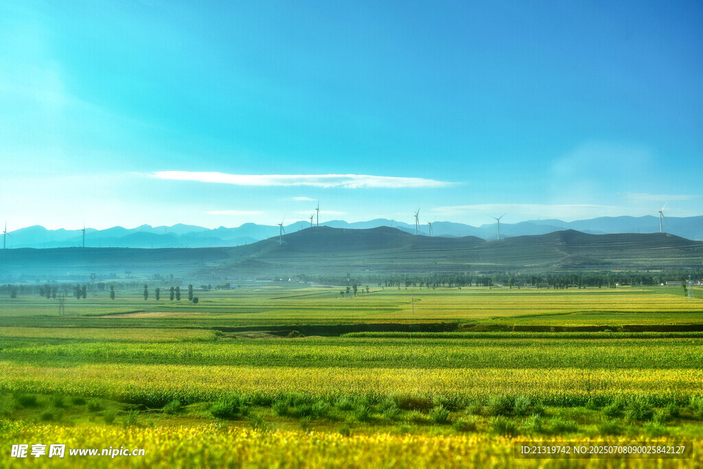 金黄花海与远山蓝天美景