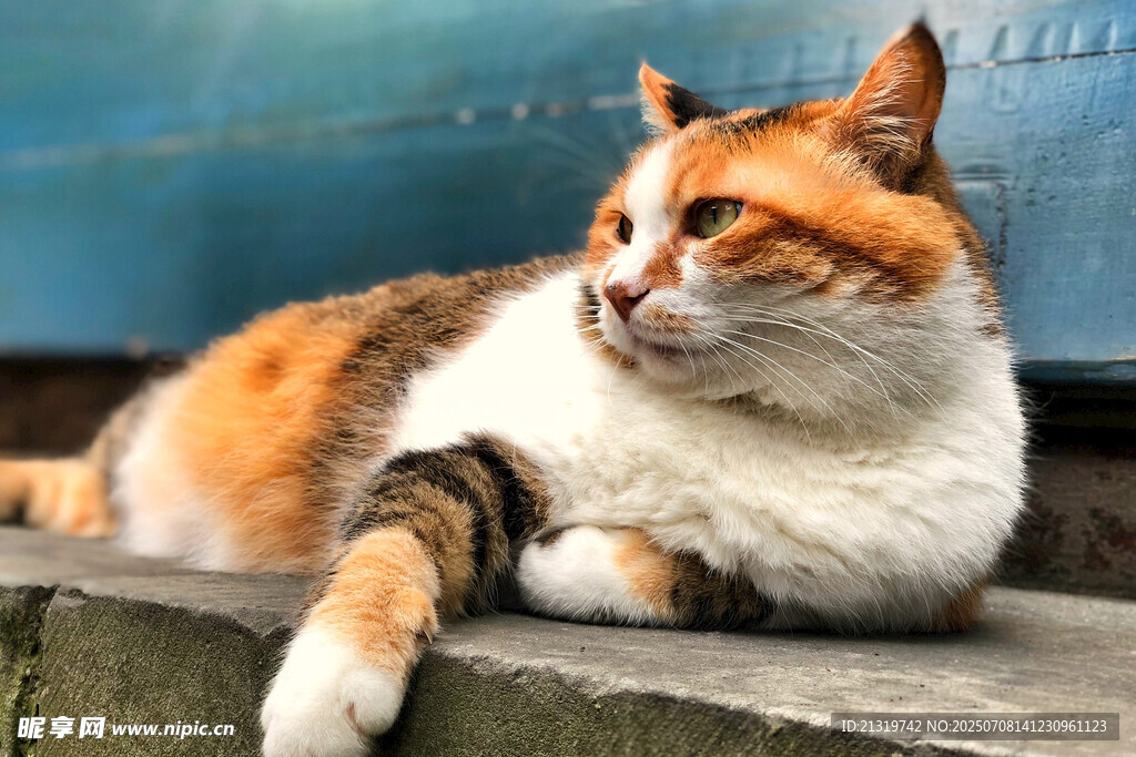 三色猫咪惬意趴卧