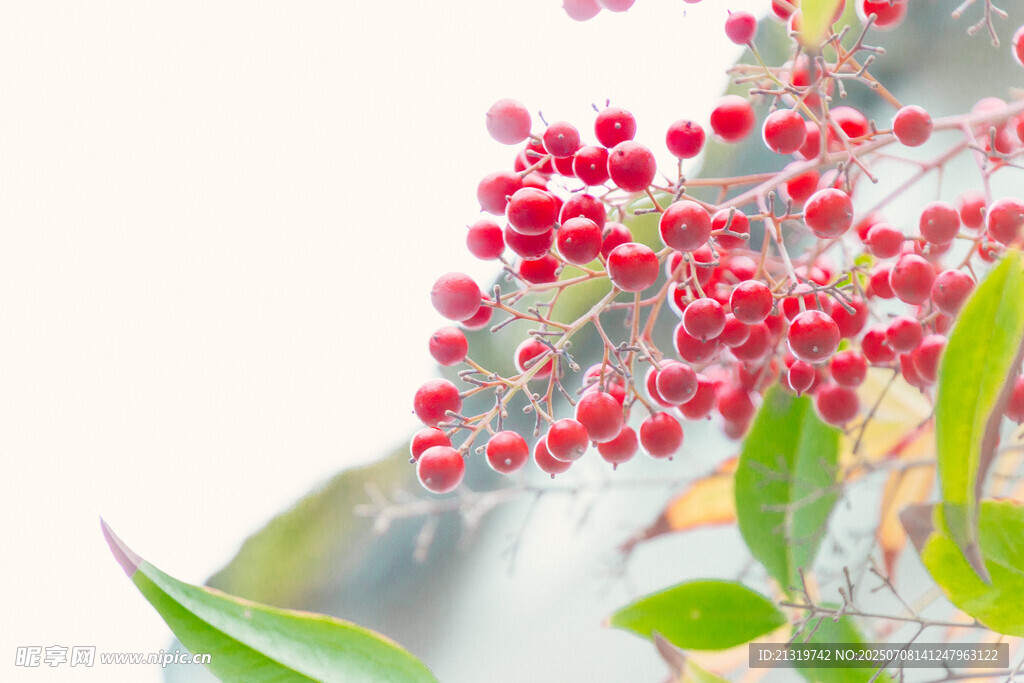 红果绿叶植物特写