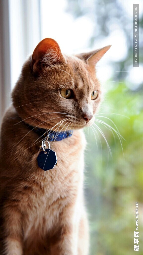 窗边戴项圈的橘猫