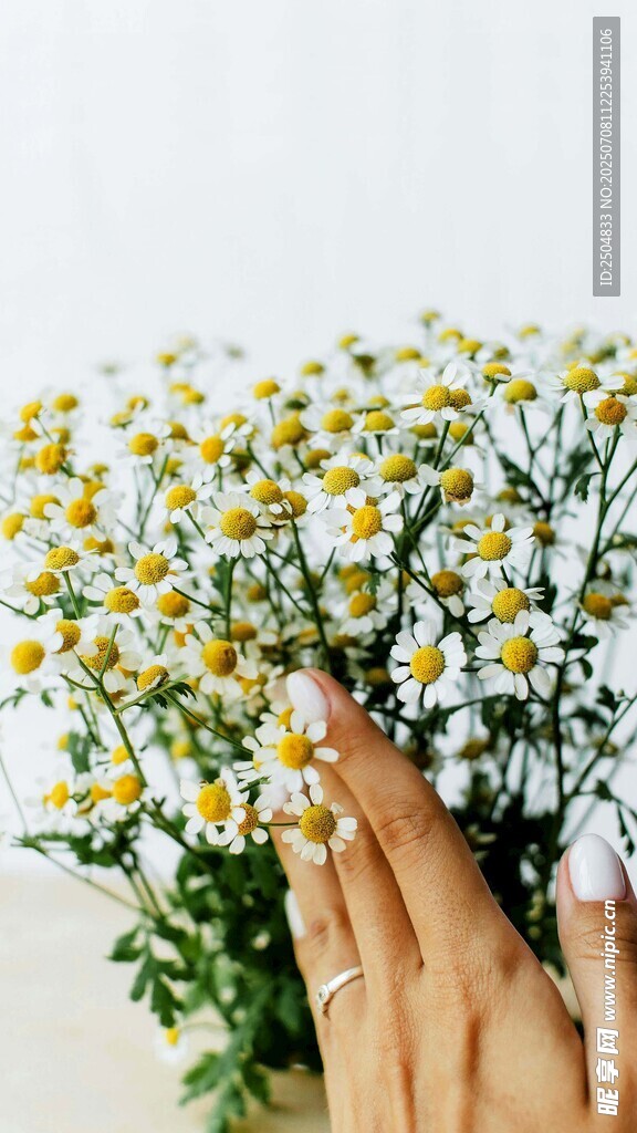 手捧清新小雏菊