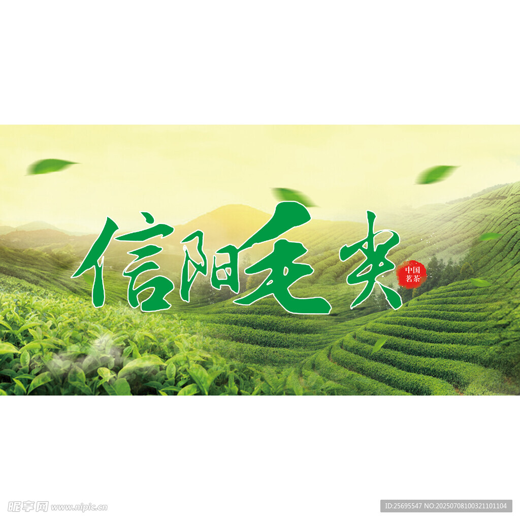 信阳毛尖