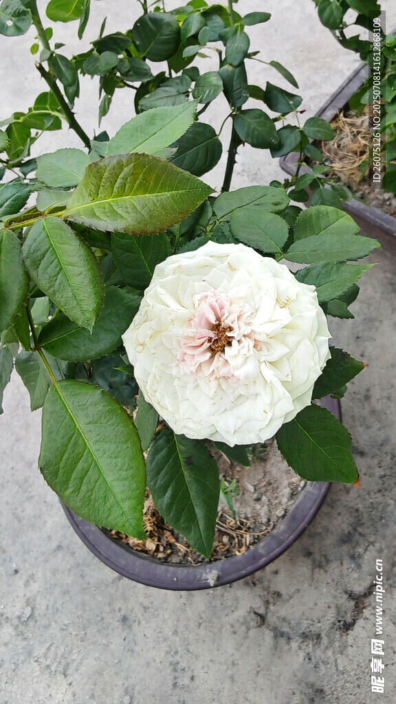 盆栽白牡丹花