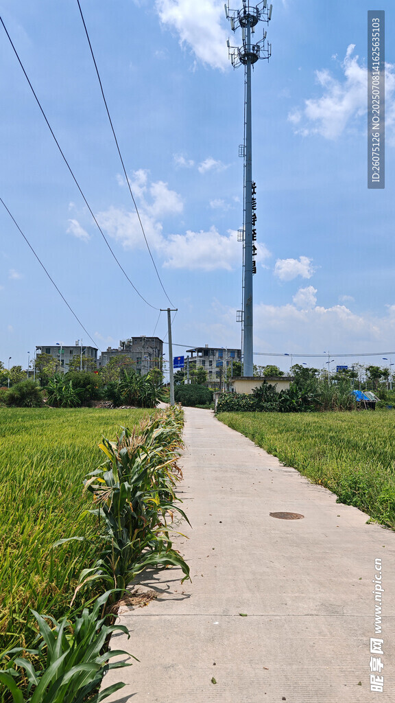 乡间小路旁的葱郁田野