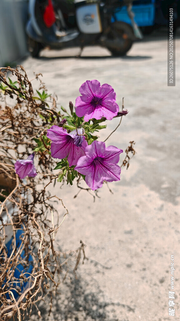 院子里中绽放的紫色牵牛花