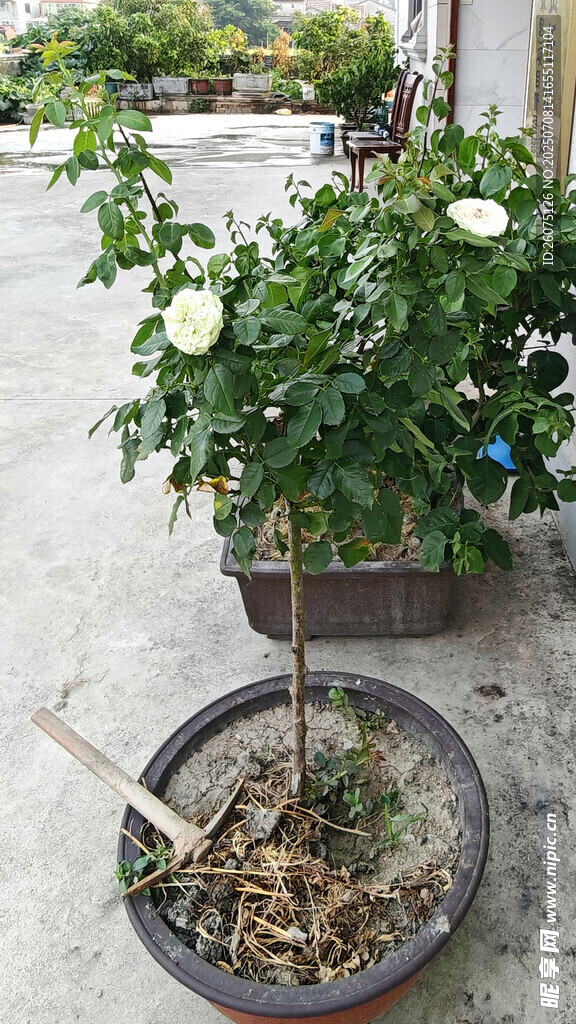盆栽绿植