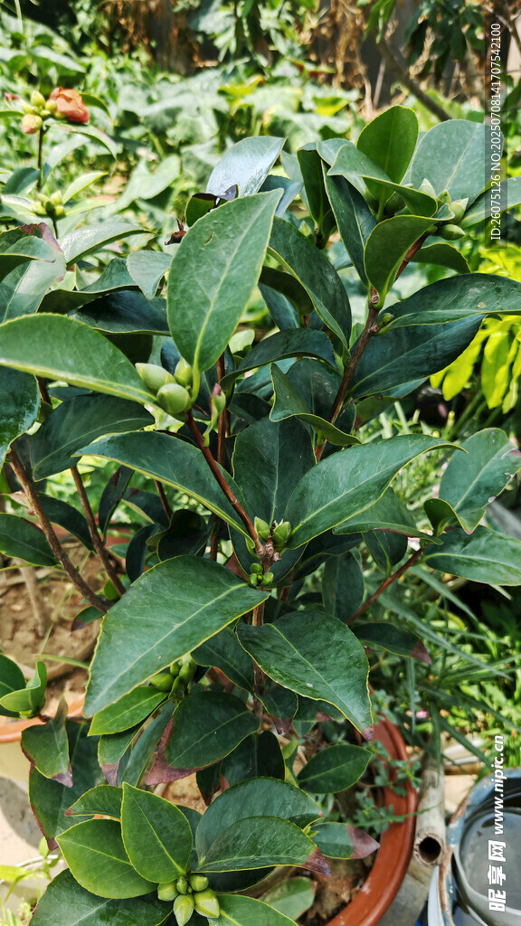 山茶盆栽植物