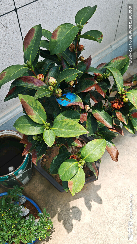 山茶花盆栽