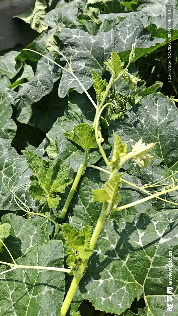 绿叶蔬菜植株特写