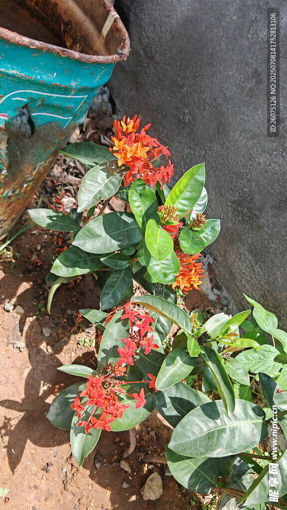 院墙边绽放的艳丽红色花朵