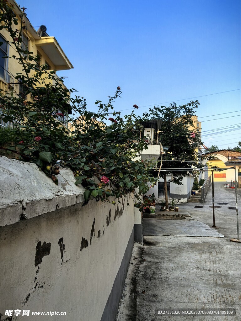 小巷墙边绿植景致