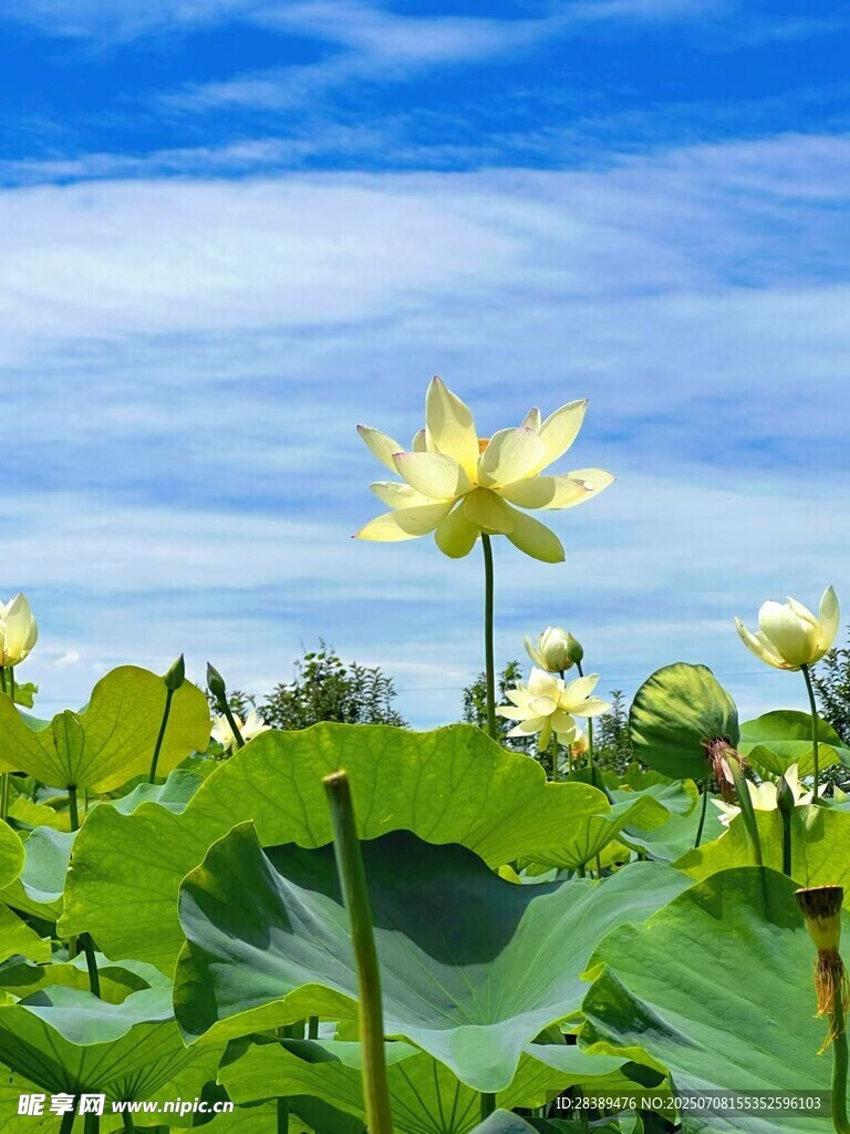 夏日荷塘中的绽放的荷花