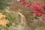 山间蜿蜒小路旁绽放红梅