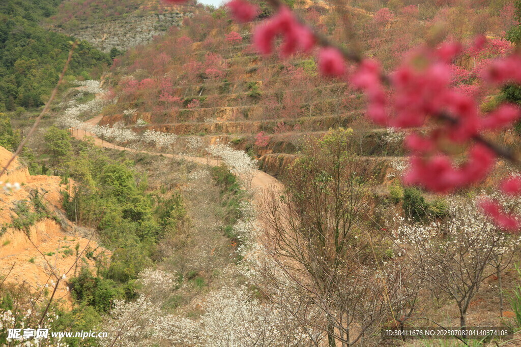 山间蜿蜒小路旁绽放红梅