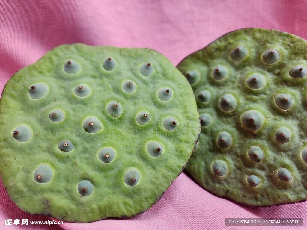 新鲜莲蓬特写