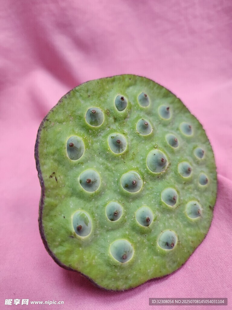 莲蓬特写