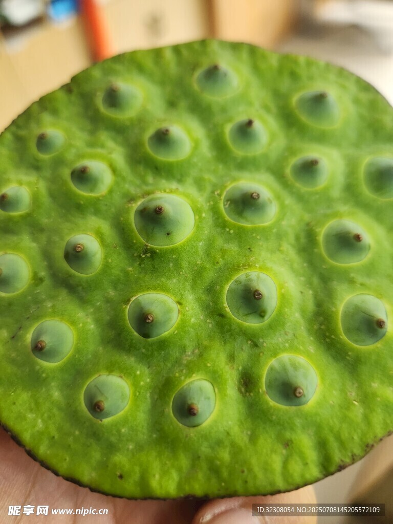 新鲜莲蓬特写