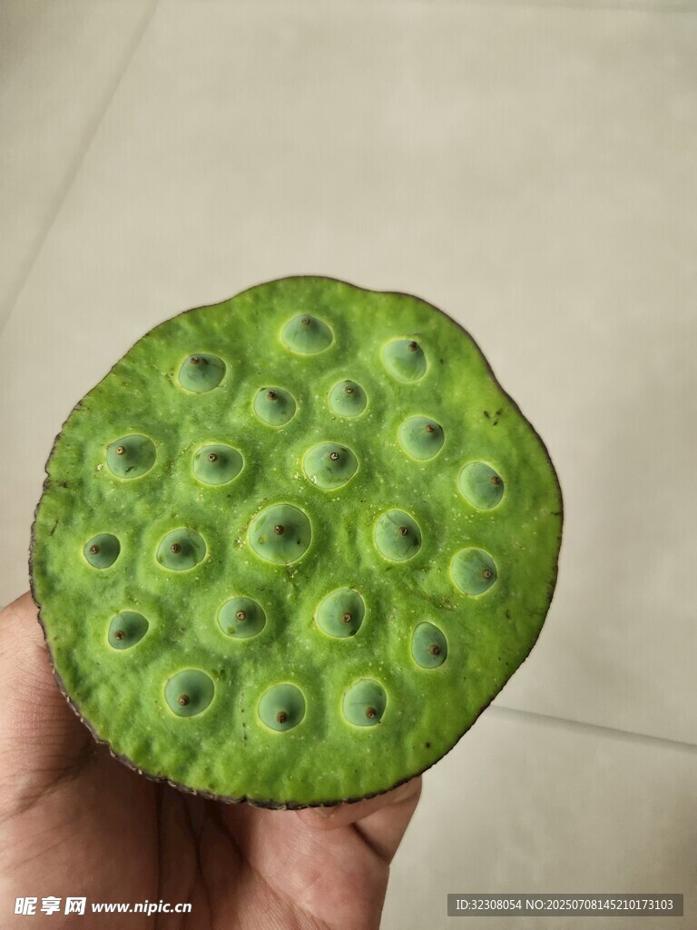 新鲜莲蓬特写