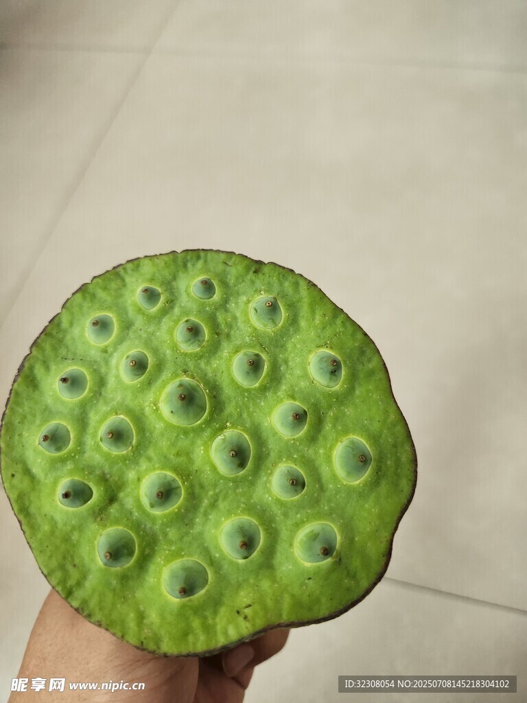 新鲜莲蓬特写