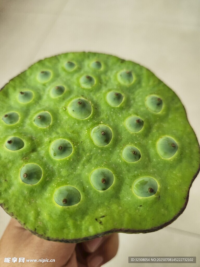 翠绿莲蓬特写