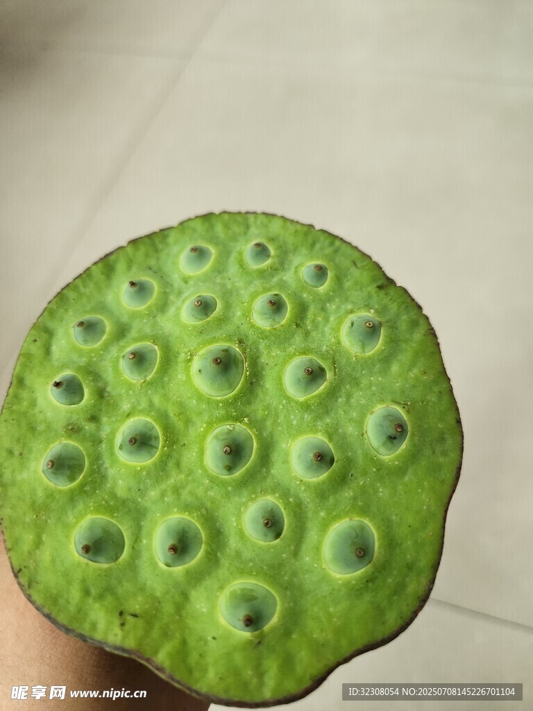 新鲜莲蓬特写