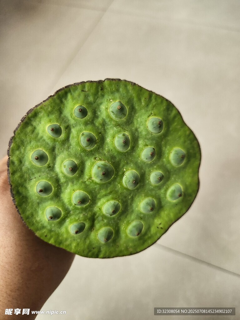 新鲜莲蓬特写
