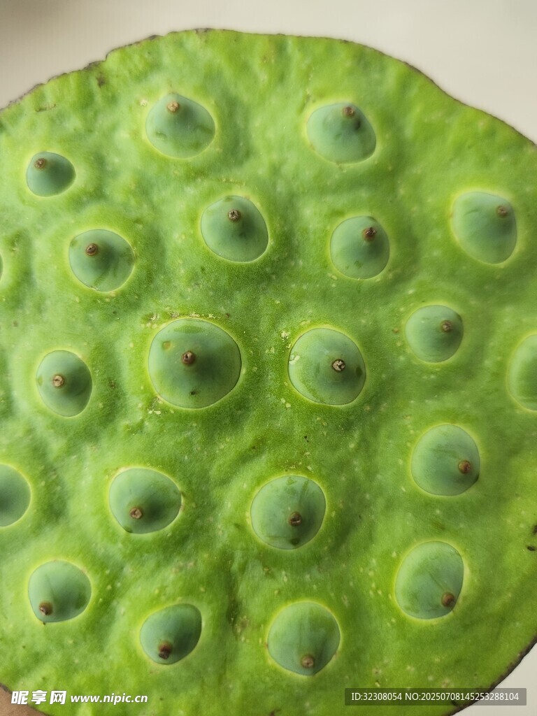 莲蓬特写