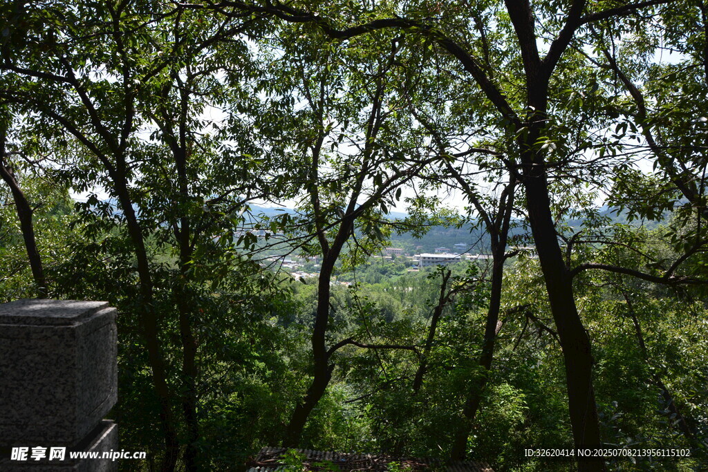 林间景致 绿意盎然的视野