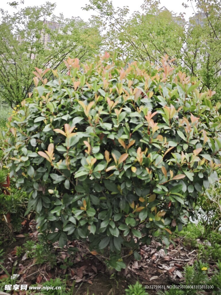 绿叶繁茂的球形灌木