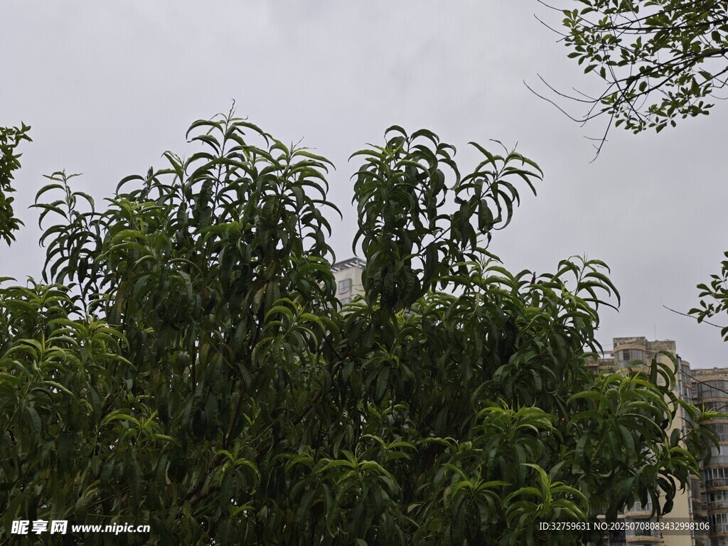 绿树成荫的自然景象