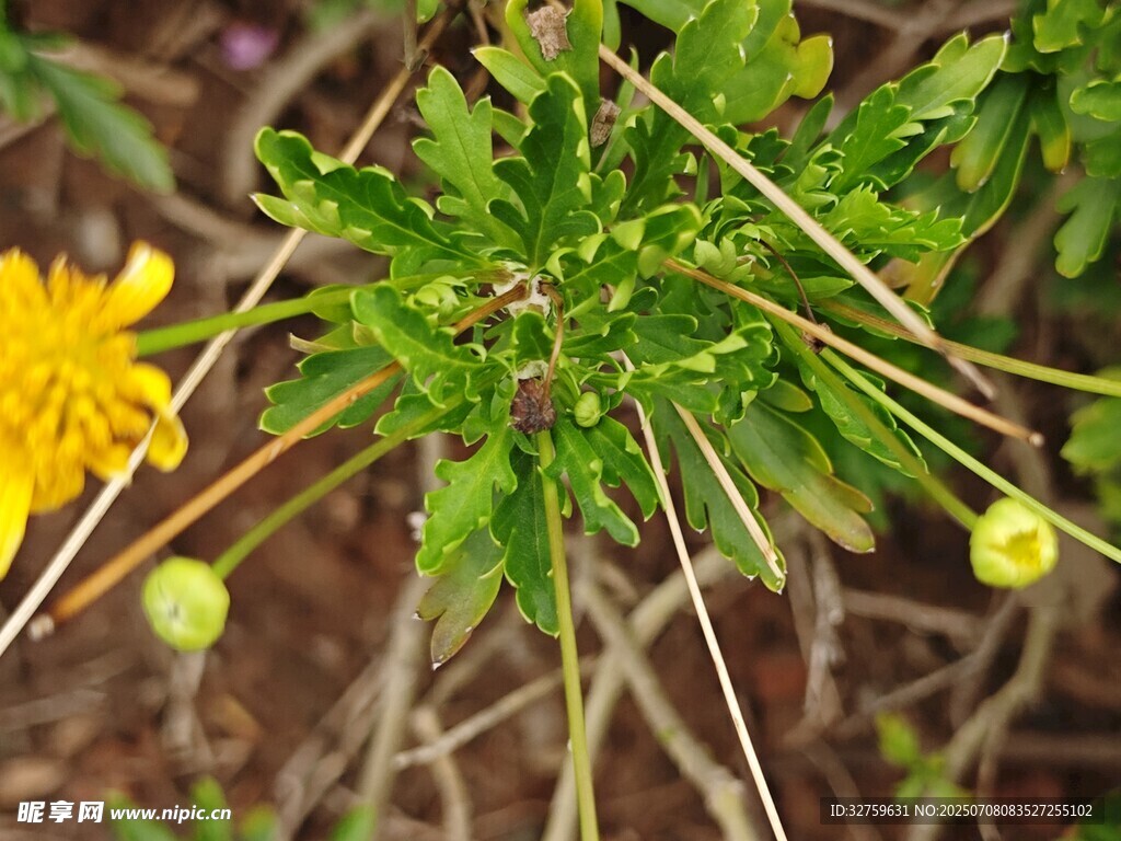 黄色小花与绿色茎叶特写