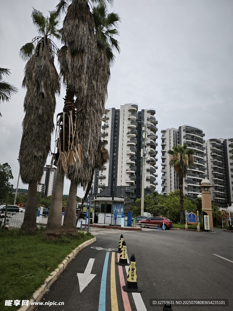 城市道路旁的高大棕榈树