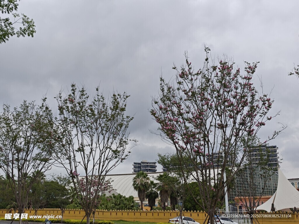 户外树木景观