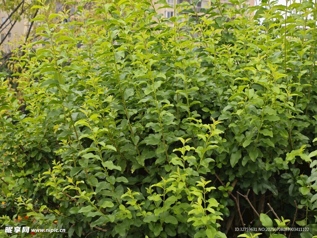 翠绿繁茂的灌木丛
