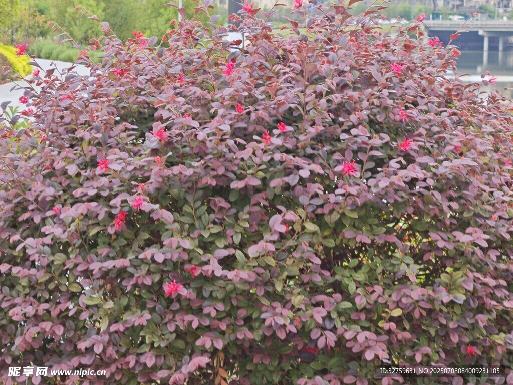 盛开的紫红色花丛