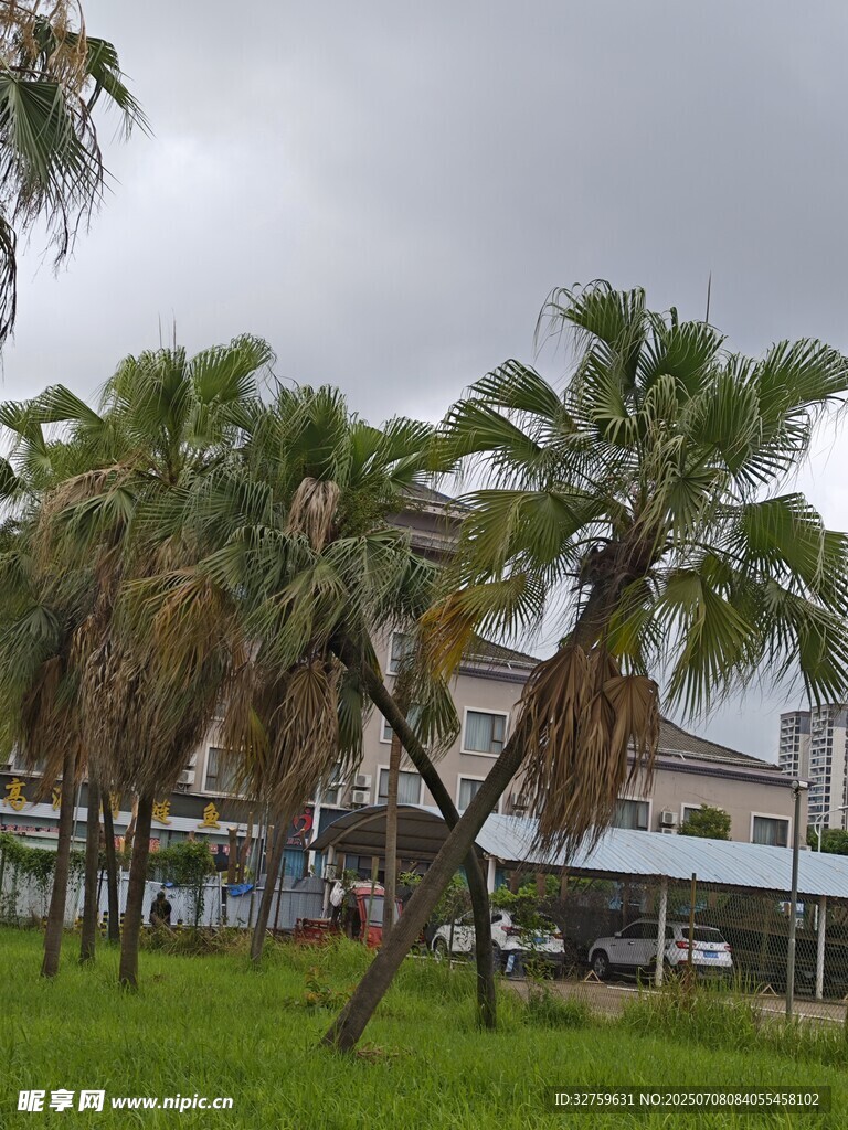 户外棕榈树与建筑景观