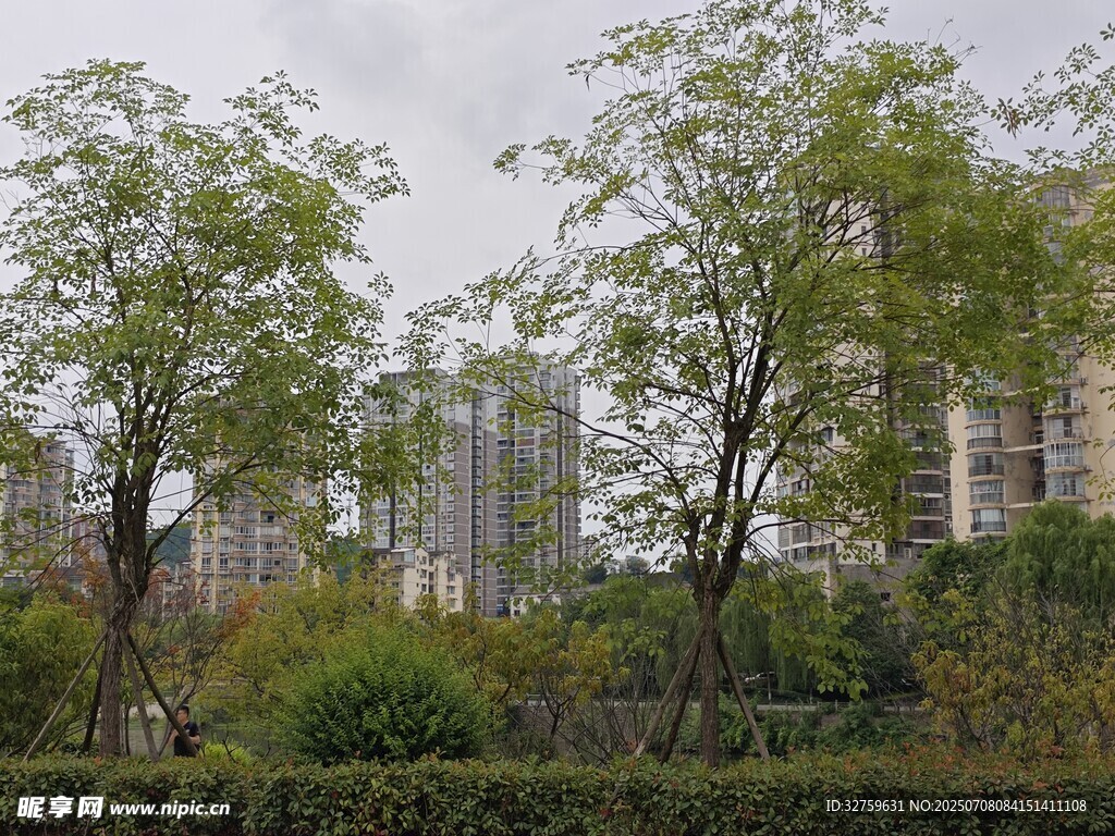 城市中的绿树与高楼景观
