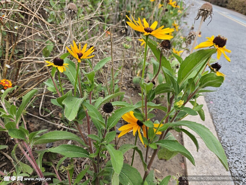 路边绽放的黑心金光菊