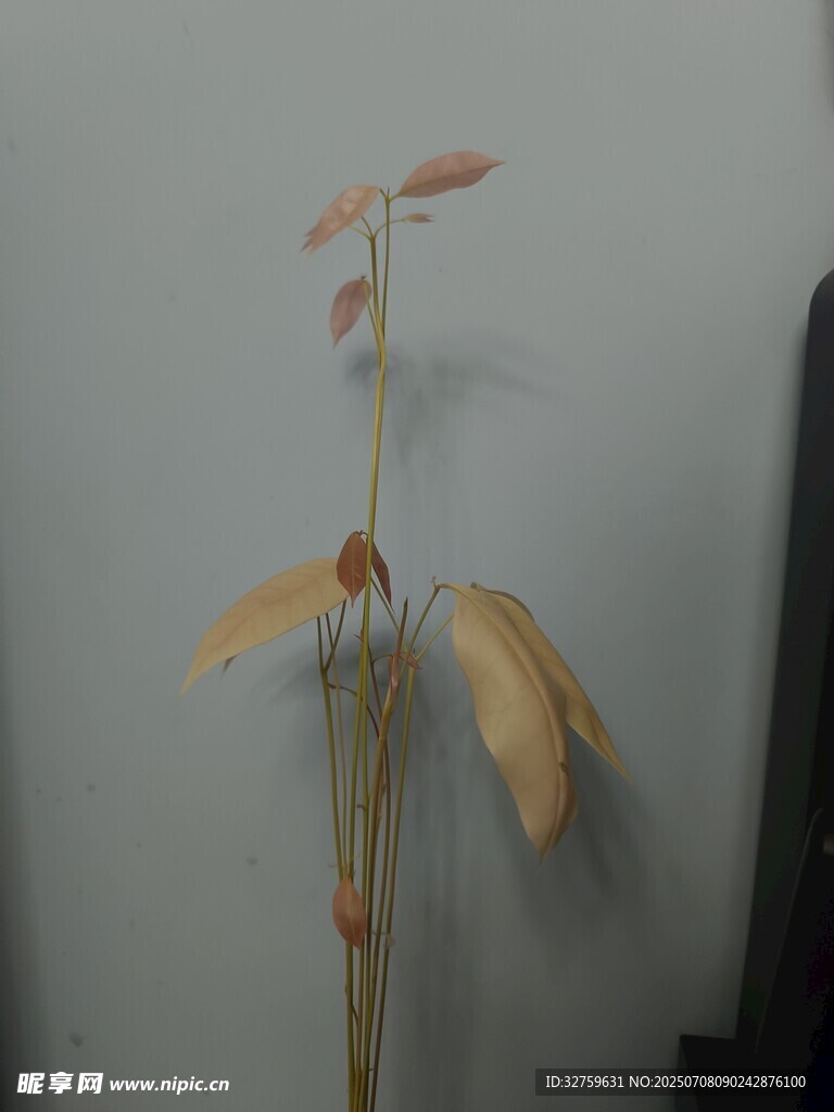 荔枝苗