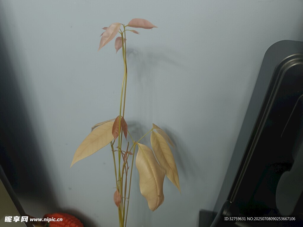 荔枝苗